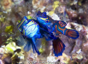 Lovers
Nikon D200, twin strobo, 105 micro nikkor
Lembeh... by Marchione Giacomo 
